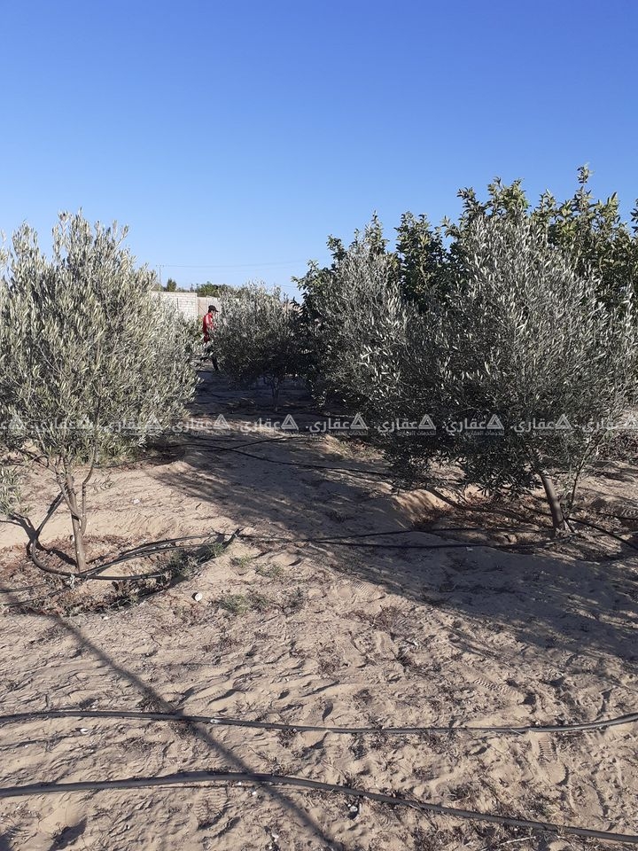 أرض للبيع مشجرة بأنواع عديدة من الحمضيات 