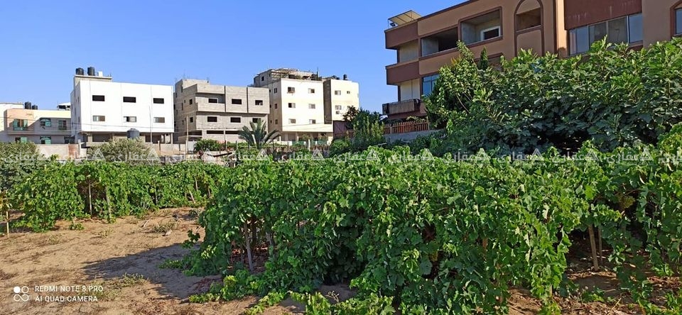قطعة أرض غرب عمارات الدحدوح مباشرة