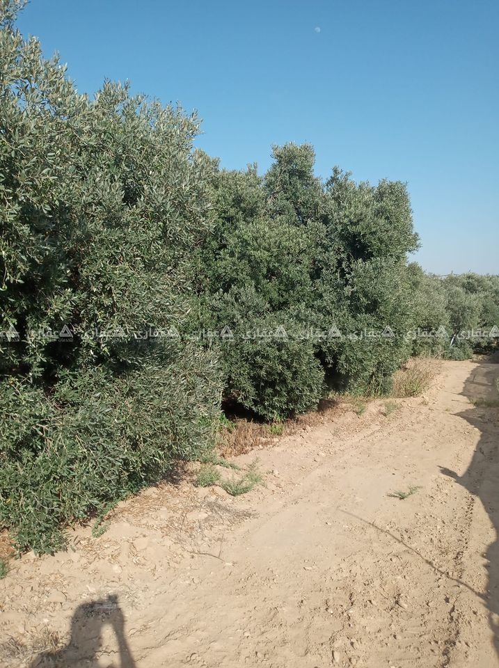 قطعة أرض شمال غرب جحر الديك