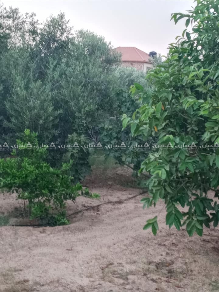 قطعةأرض للبيع مشجرة بالزيتون والفواكه