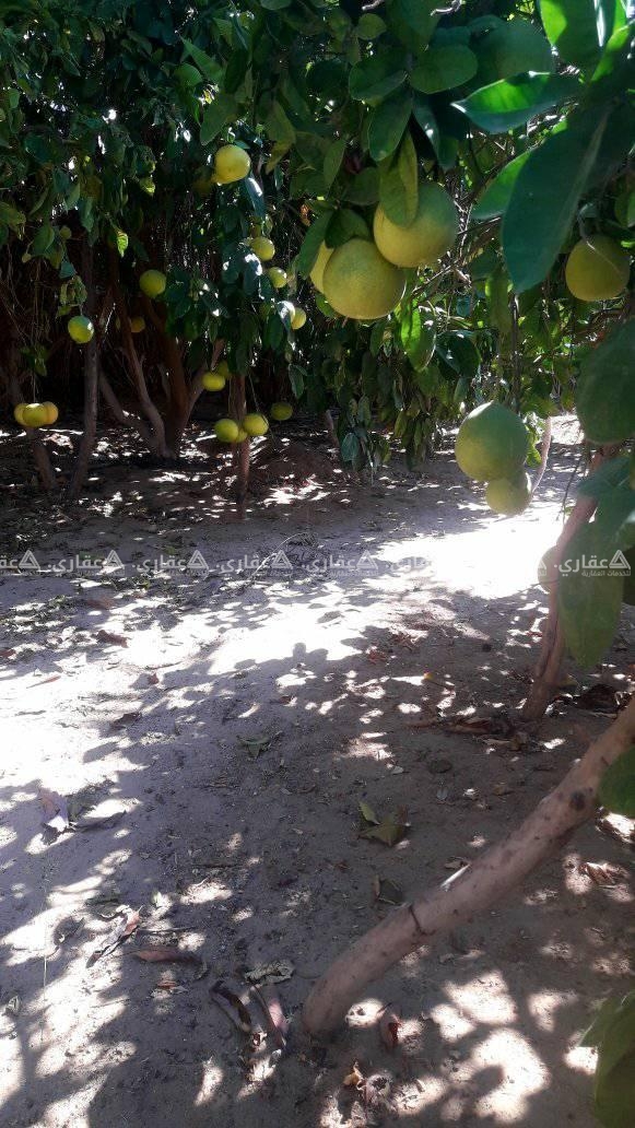 أرض للبيع غرب حدائق خانيونس الاقليمية