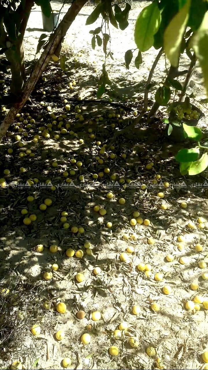 أرض للبيع غرب حدائق خانيونس الاقليمية