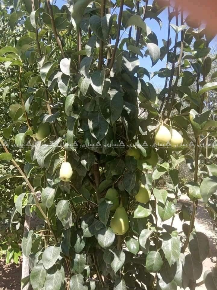 أرض للبيع فيها منزل