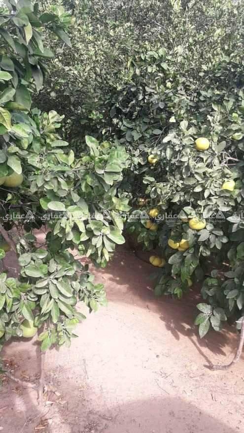 أرض للبيع جنوب الجامعات