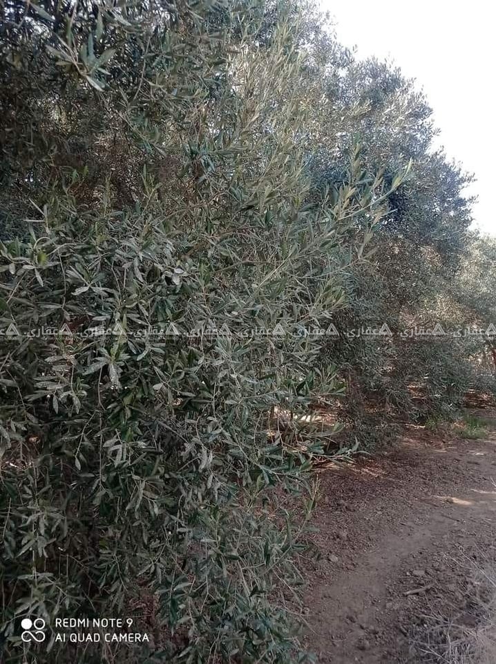  بيارة طابو  على الشباك للبيع 