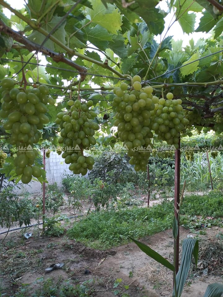 قطعة أرض للبيع جنوب مسجد دار السلام