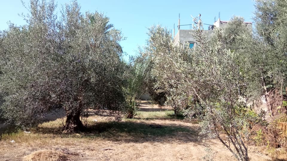 قطـعة أرض للبيع فيها اشجار زتون و برتقال 
