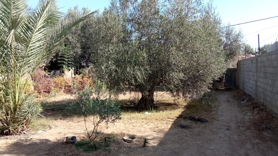 قطـعة أرض للبيع فيها اشجار زتون و برتقال 