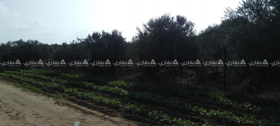 أرض بيارة 9دنمات للبيع