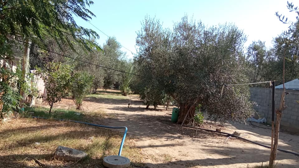 قطـعة أرض للبيع فيها اشجار زتون و برتقال 