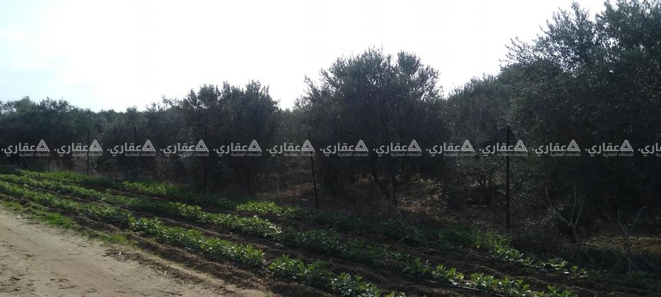 أرض بيارة 9دنمات للبيع