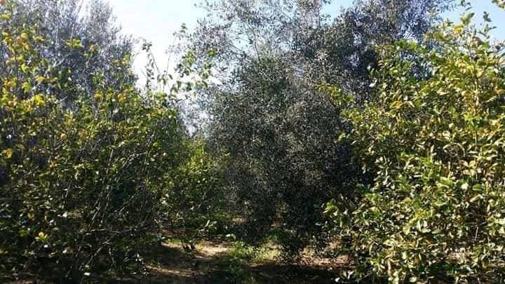 أرض للبيع في خانيونس