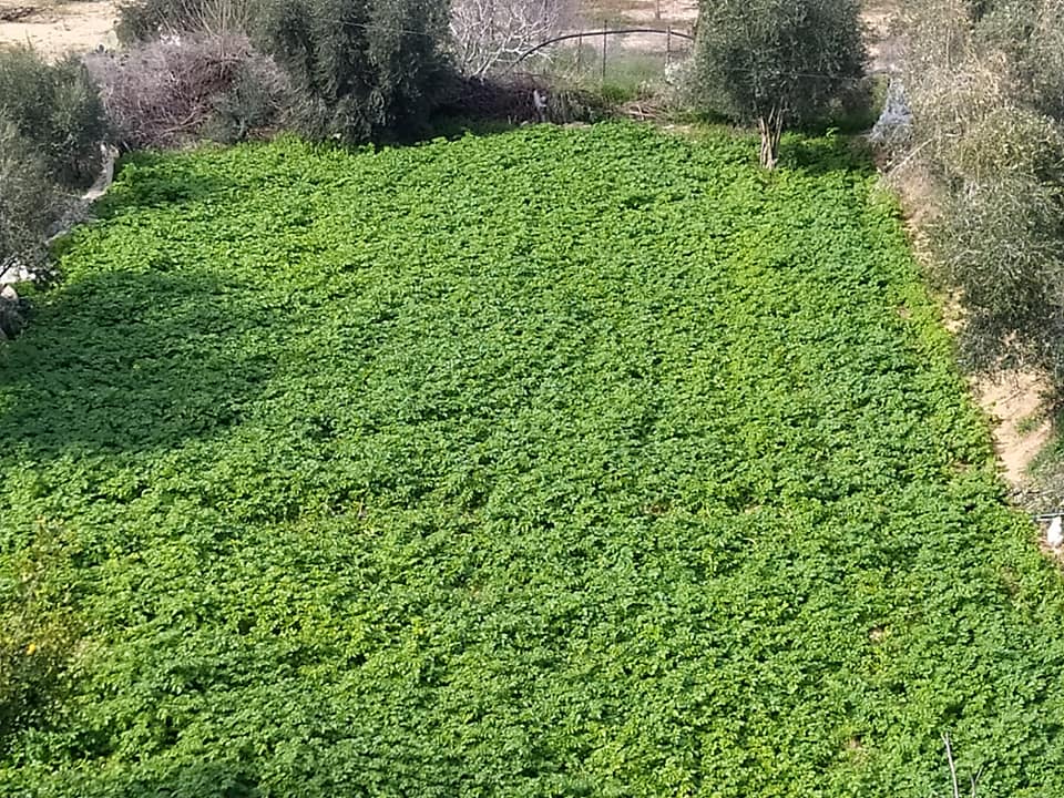 قطعة أرض للبيع بجوار مسجد عمر ابن الخطاب 