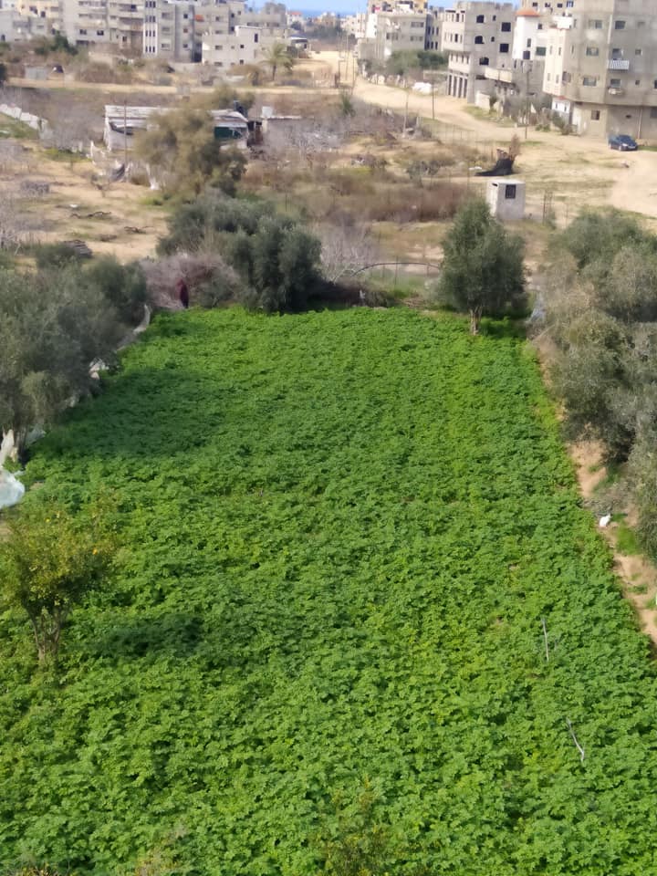 قطعة أرض للبيع بجوار مسجد عمر ابن الخطاب 