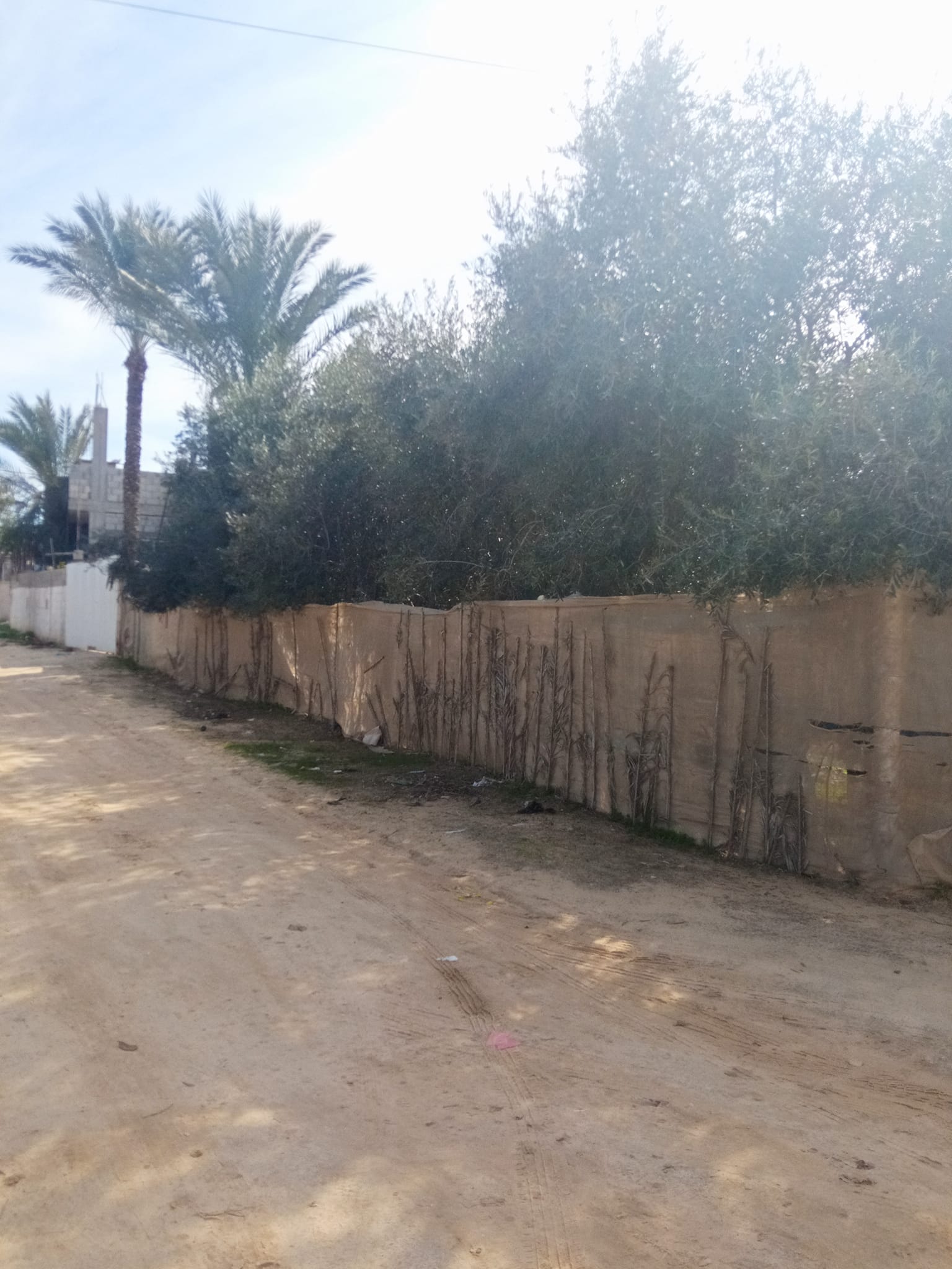 قطعه أرض للبيع مشجرة زيتون