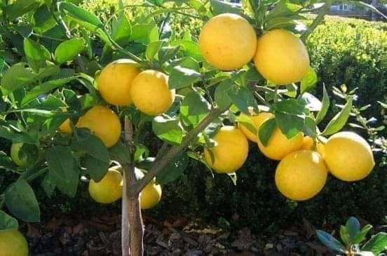 أرض للبيع في خانيونس