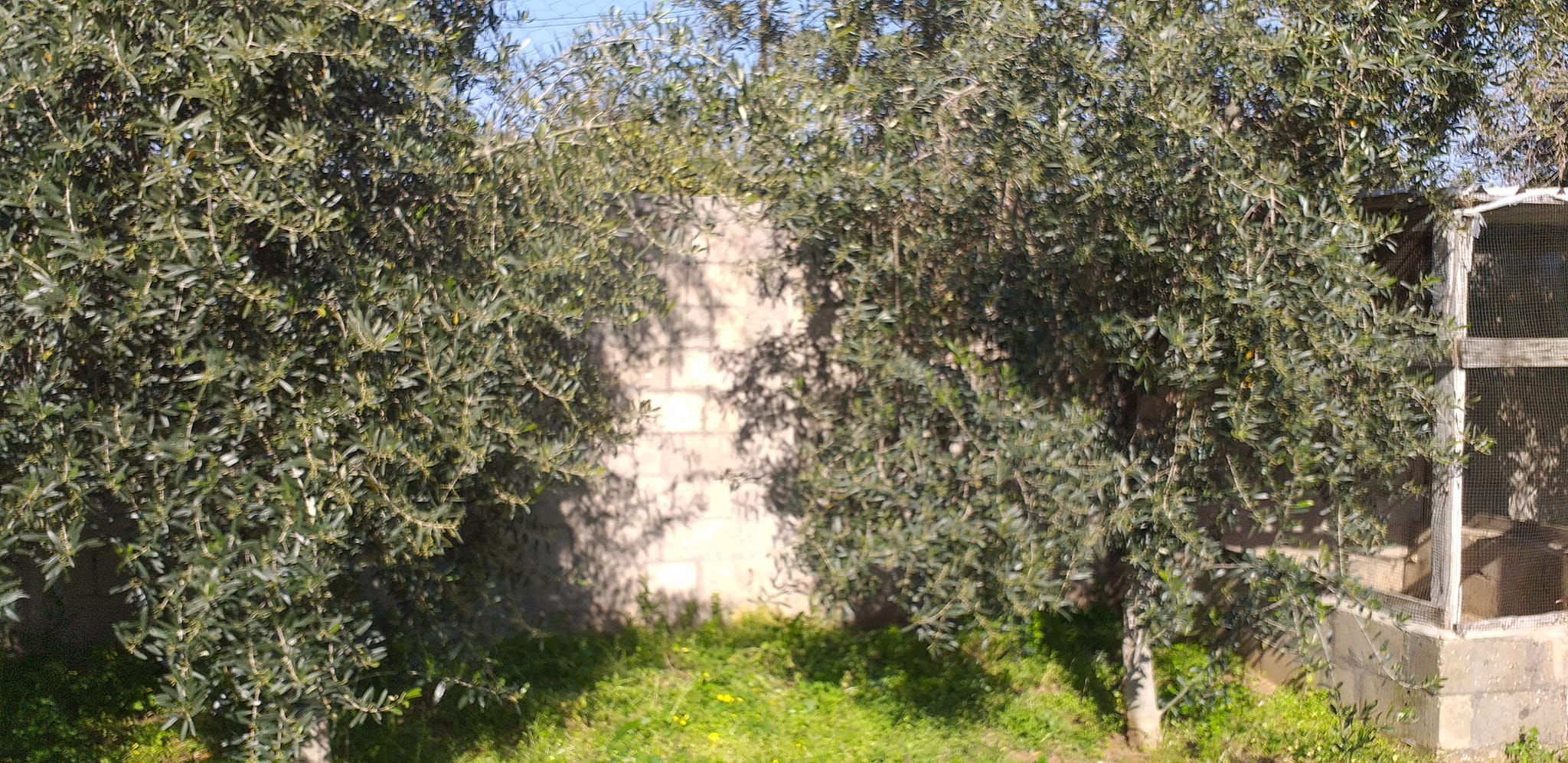 أرض مزروعة ومسورة للبيع  