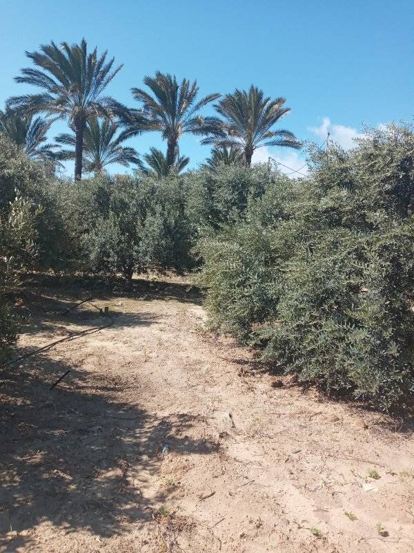 قطعة أرض للبيع بمحيط مصنع بيونير