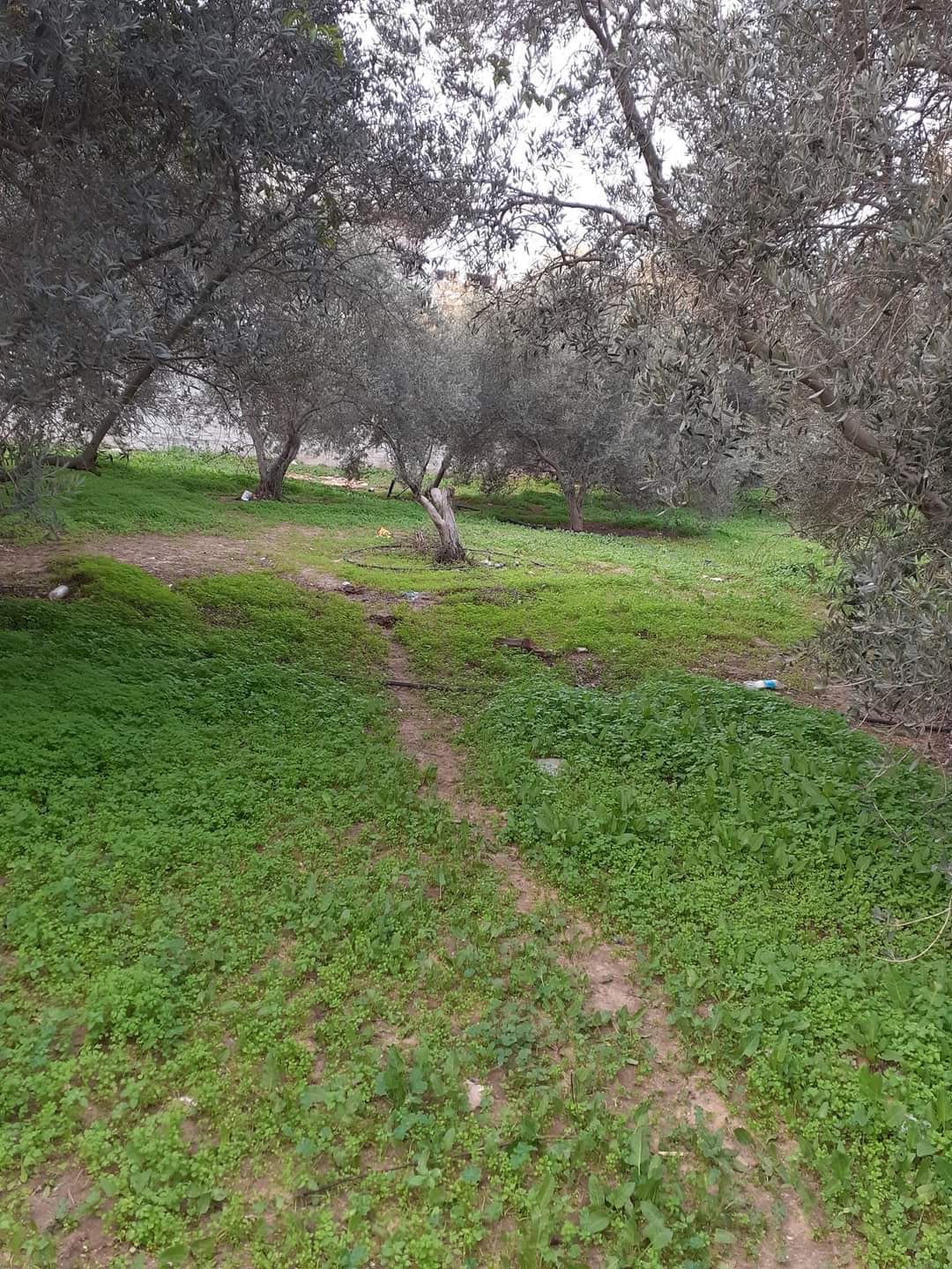 دولمين أرض للبيع 