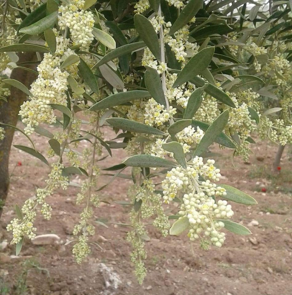 قطعة أرض للبيع جنوب الابراج