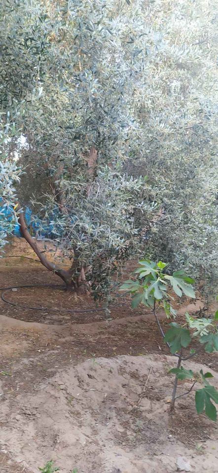 قطعة أرض طابو للبيع