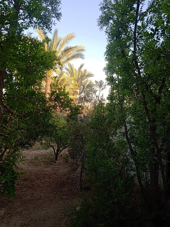 نظام شاليه للبيع