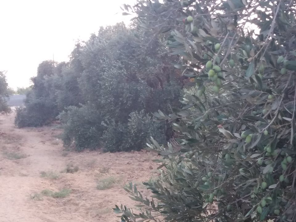 أرض مشجرة زيتون كبير  للبيع