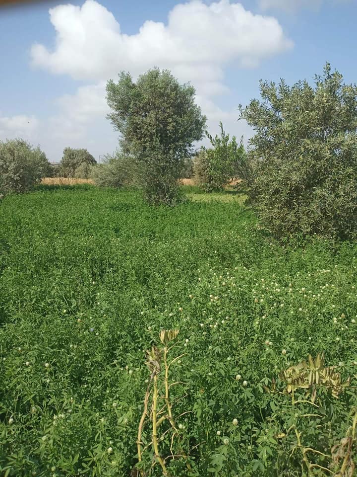 قطعة أرض طابو للبيع