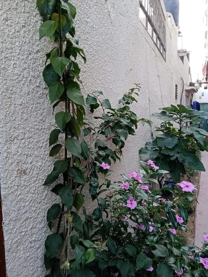 منزل اسبست للبيع
