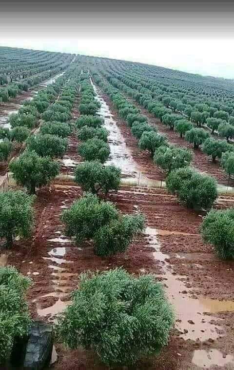 3 دونمات طابو للبيع
