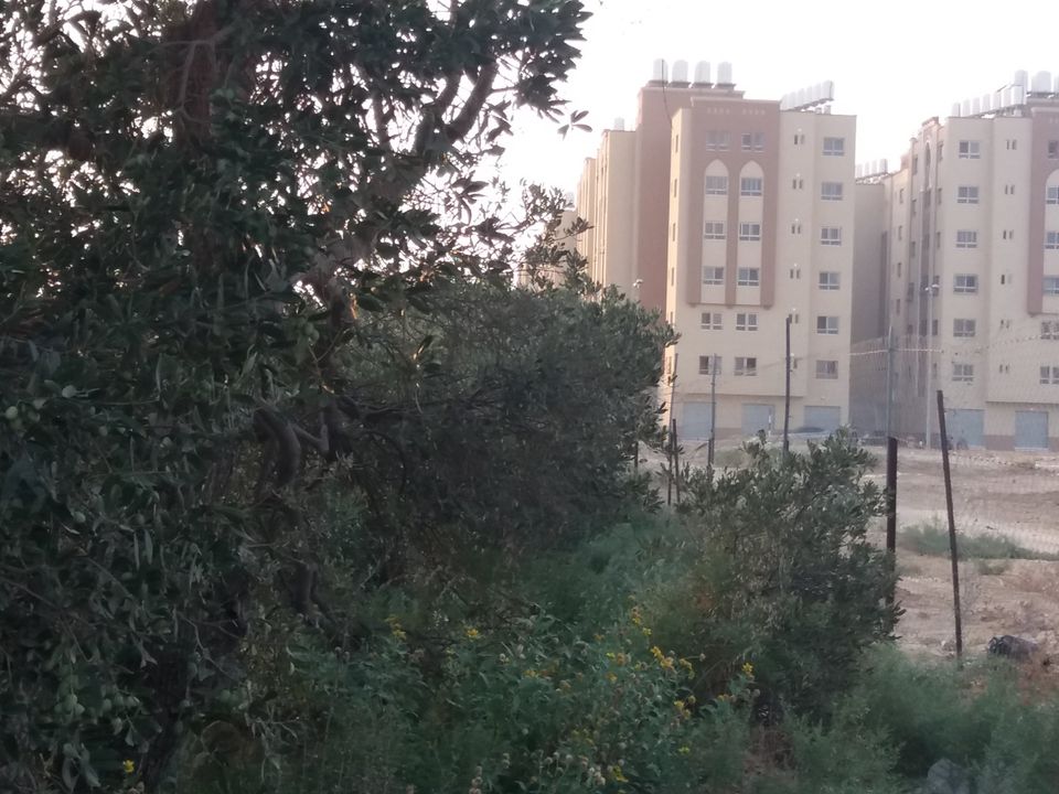 أرض مشجرة زيتون كبير  للبيع
