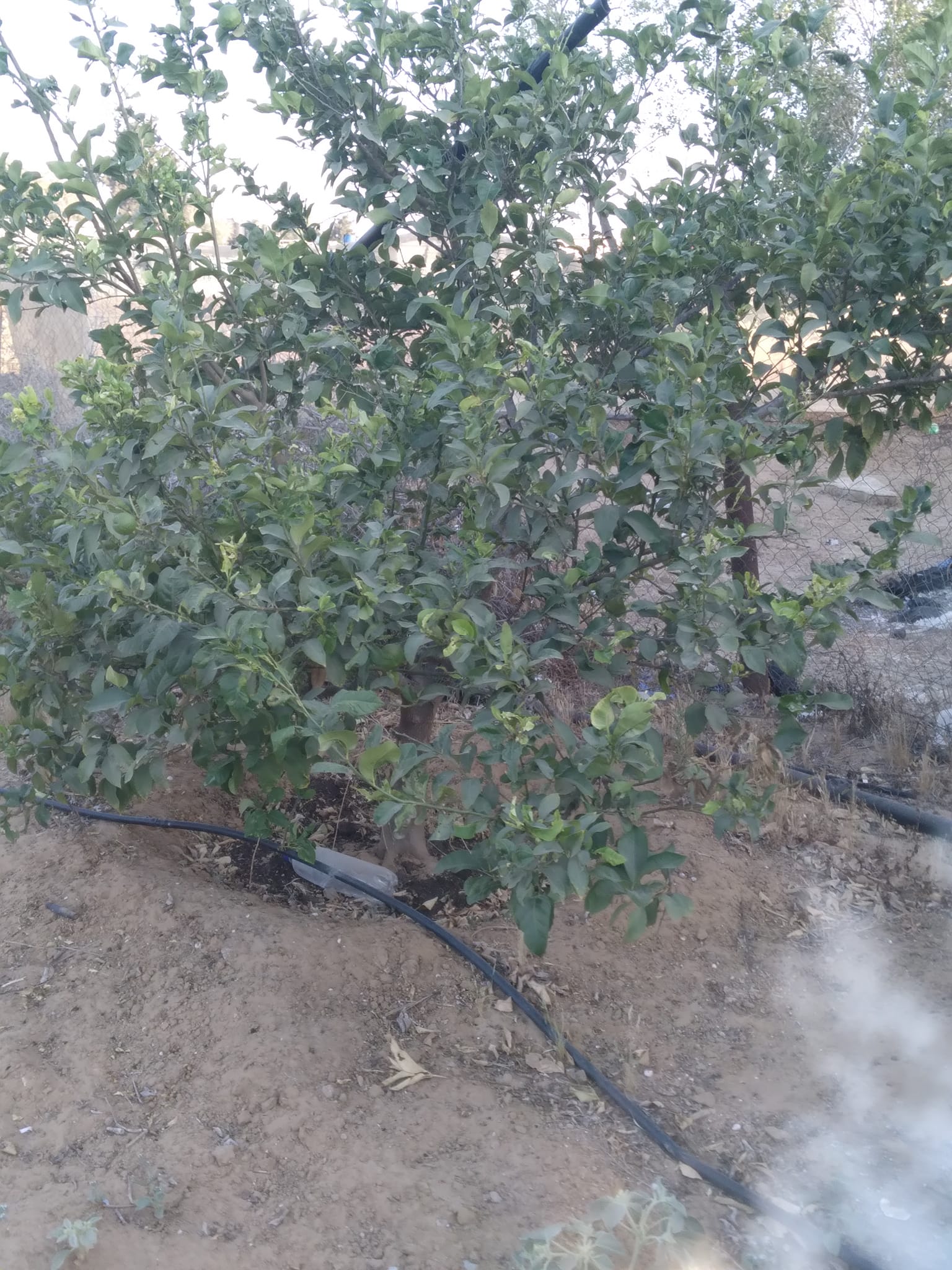 أرض بالقرب من مسجد الفاروق الشرقي