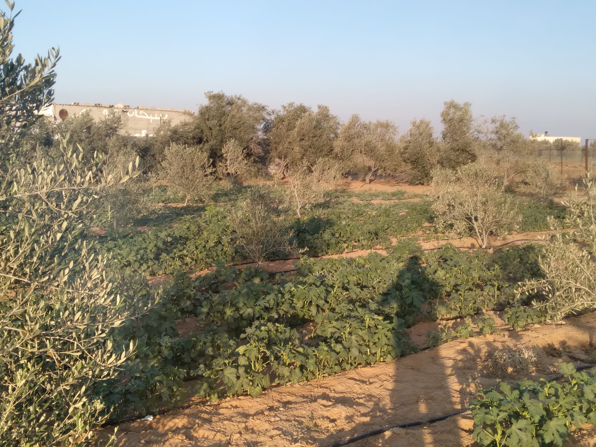 أرض بالقرب من مسجد الفاروق الشرقي