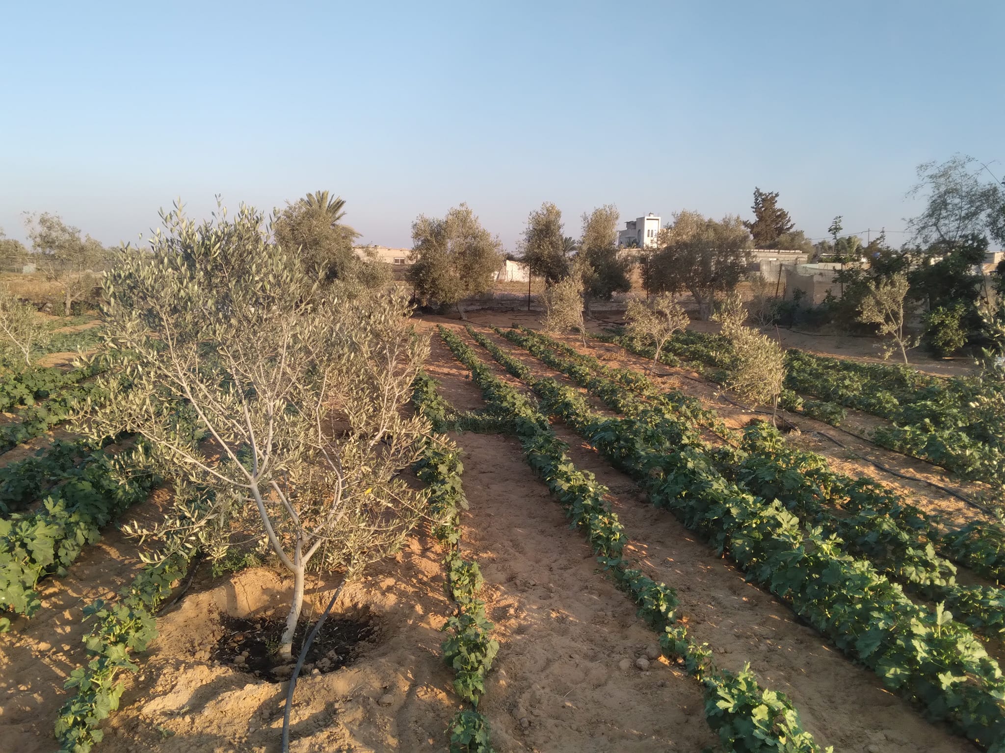 أرض بالقرب من مسجد الفاروق الشرقي