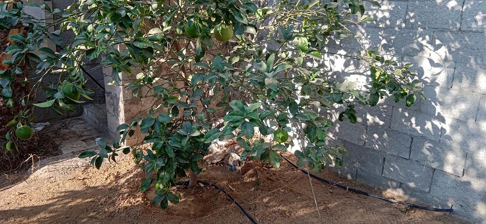 قطعة أرض طابو في موقع مميز 