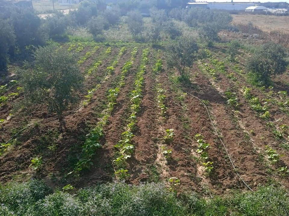  دونم للبيع مزروعة زيتون مثمر