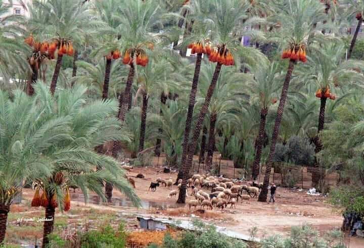 قطعة أرض للبيع