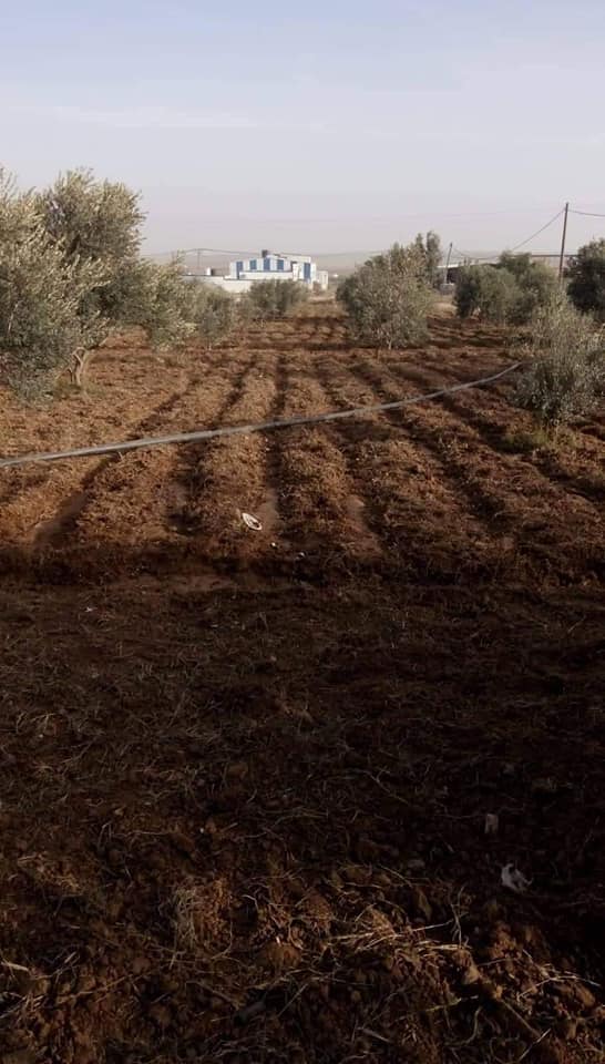  دونم للبيع مزروعة زيتون مثمر