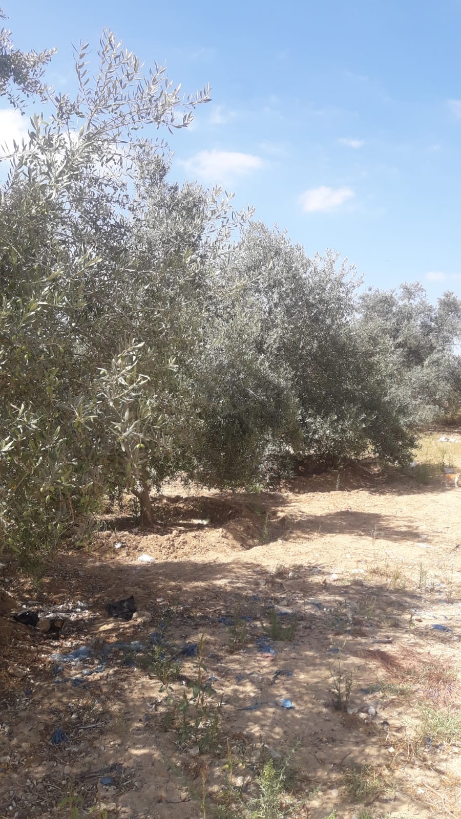 قطعة أرض شرق البريج