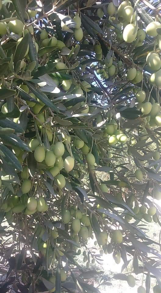  قطعة أرض مشجرة بالزيتون  والنخيل