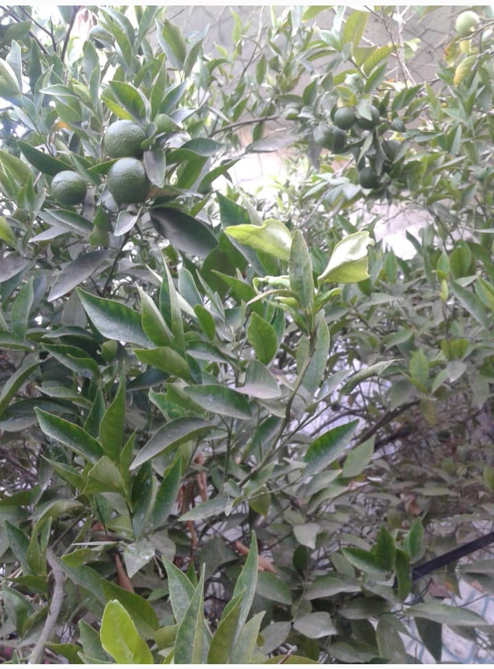 بيت للبيع شمال كليه فلسطين التقنيه