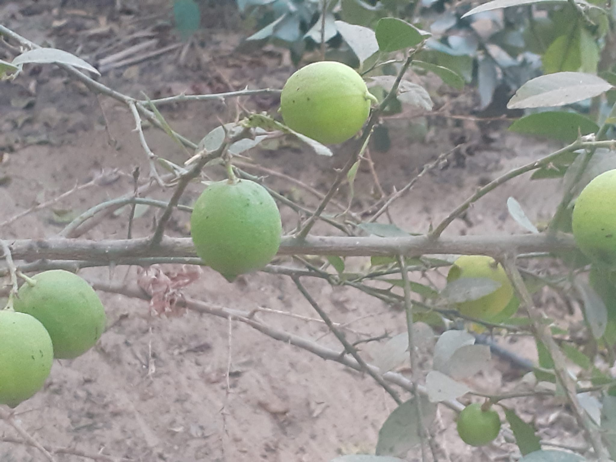 دار مع أرض للبيع بجوار أبراج الندى