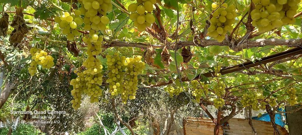 قطعة أرض للبيع بالقرب من مسجد الحسنات