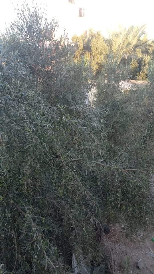 قطعة أرض للبيع تصلح للسكن