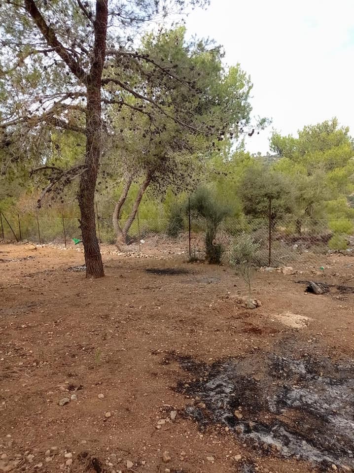 قطعة أرض مشجرة بأشجار الصنوبر