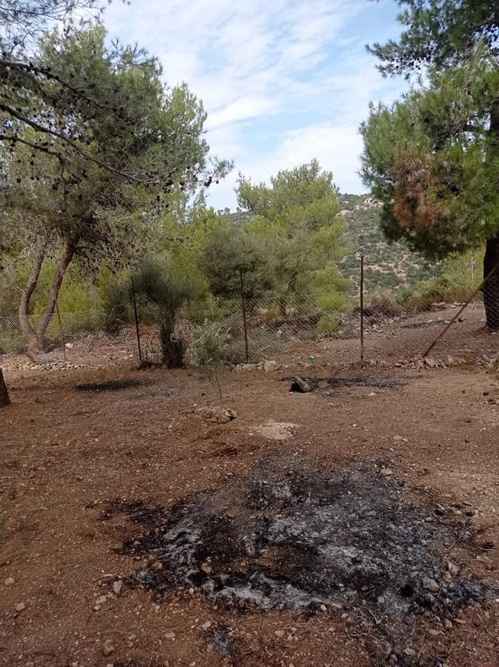قطعة أرض مشجرة بأشجار الصنوبر