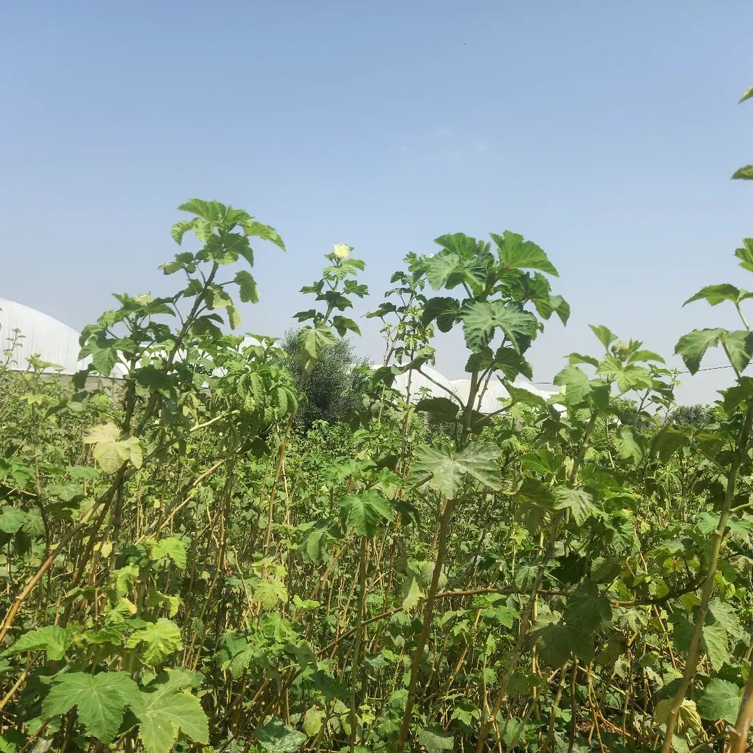 قطعة أرض للبيع