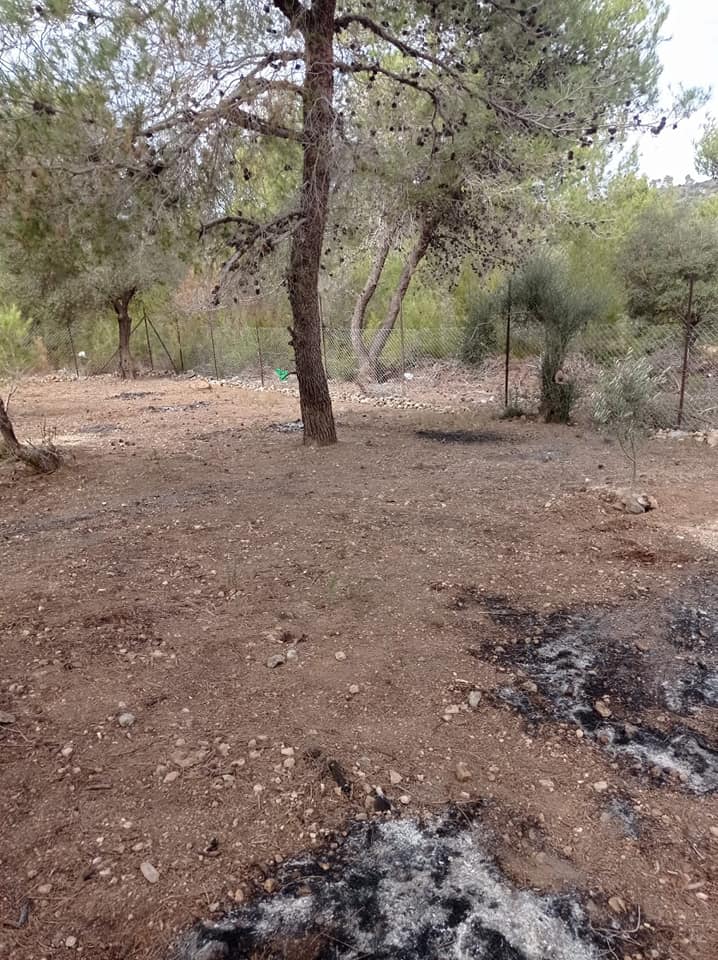 قطعة أرض مشجرة بأشجار الصنوبر