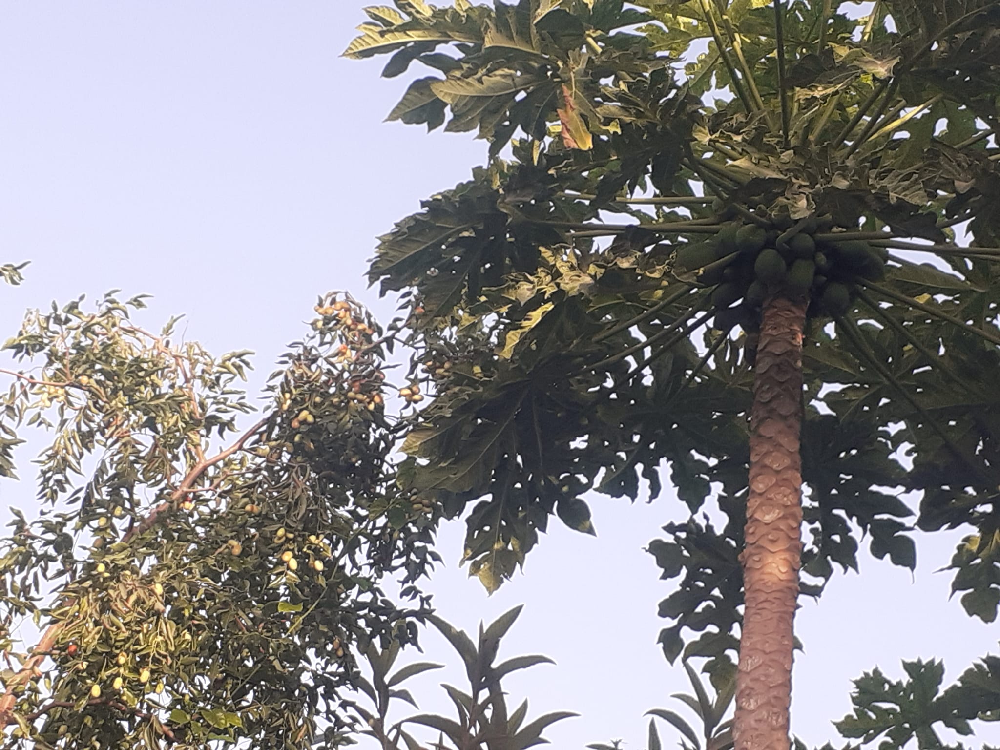 أرض مع دار للبيع بجوار أبراج الندى 