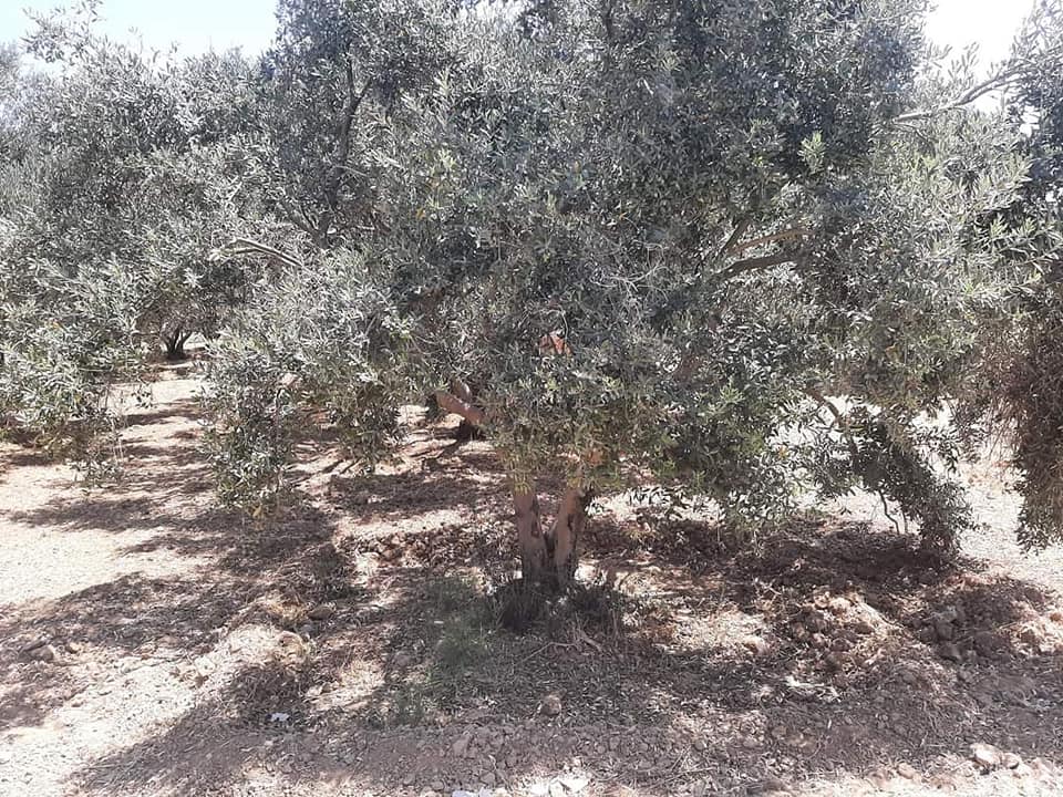 قطعة أرض للبيع  